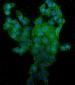 Anti-CD44 Picoband™ Antibody (monoclonal, 7H7)